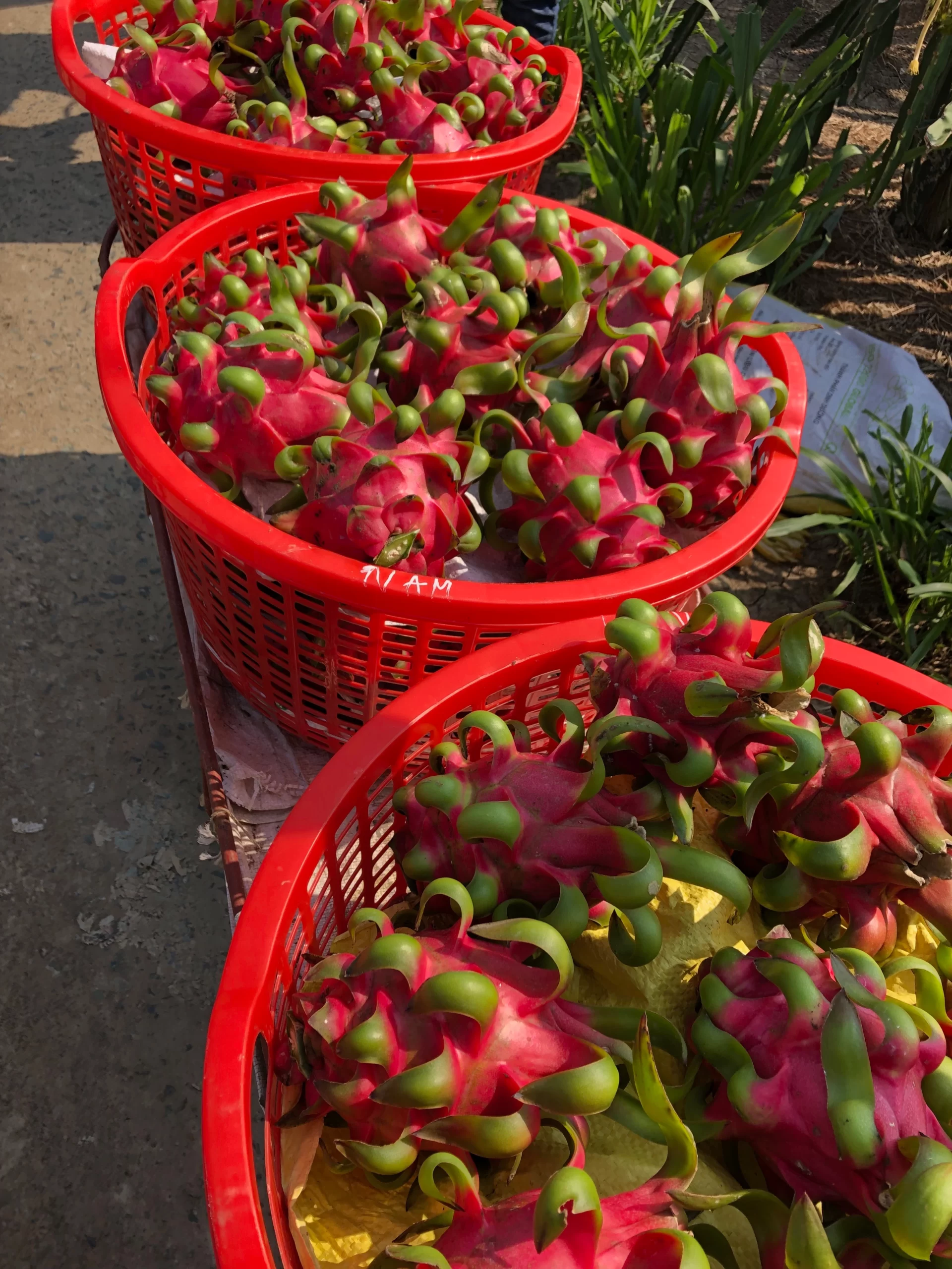 Dragon Fruit Field in HCM City