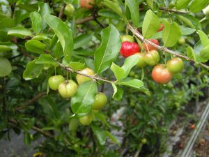Agri Manager Field Note